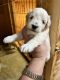 Schnoodle Puppies for sale in Lawndale, NC 28090, USA. price: $950