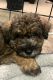 Schnoodle Puppies for sale in Buford, GA, USA. price: $1,200