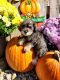 Schnoodle Puppies for sale in Washington, IN 47501, USA. price: $500