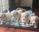 Schnoodle Puppies for sale in Buffalo, NY, USA. price: $1,300