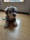 Schnoodle Puppies for sale in Taylorsville, NC 28681, USA. price: $1,000