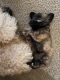 Schnoodle Puppies for sale in Glendale, AZ, USA. price: $600