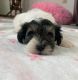 Schnoodle Puppies for sale in Chariton, IA 50049, USA. price: $700