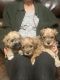 Schnoodle Puppies for sale in Arlington, TN, USA. price: $8,001,000