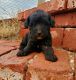 Schnoodle Puppies for sale in 1227 County Rd 365, Brownfield, TX 79316, USA. price: $1,150