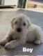Schnoodle Puppies for sale in Orange County, CA, USA. price: NA