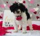 Schnoodle Puppies for sale in Rock Stream, NY 14878, USA. price: $550