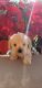 Schnoodle Puppies for sale in Spring Hill, FL, USA. price: NA