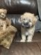 Schnoodle Puppies for sale in Arlington, TN, USA. price: $700