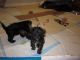 Schnoodle Puppies for sale in Mission, BC, Canada. price: NA