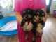 Schnoodle Puppies for sale in Clermont, FL, USA. price: $900