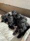 Schnoodle Puppies for sale in Murrieta, CA 92563, USA. price: NA