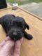 Schnoodle Puppies for sale in Cleveland, TX, USA. price: $1,500