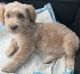 Schnoodle Puppies for sale in Phoenix, AZ 85044, USA. price: NA