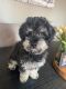 Schnoodle Puppies for sale in Homestead, FL 33033, USA. price: $1,000