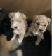 Schnoodle Puppies for sale in Newark, NJ, USA. price: $500