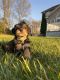 Schnoodle Puppies for sale in Mullica Hill, Harrison Township, NJ 08062, USA. price: NA
