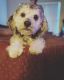 Schnoodle Puppies for sale in Sorrento, FL 32776, USA. price: NA