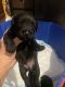 Schnoodle Puppies for sale in Cameron, SC 29030, USA. price: NA
