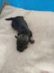Schnoodle Puppies for sale in Taylorsville, NC 28681, USA. price: NA