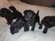Schnoodle Puppies for sale in Anchorage, AK 99514, USA. price: NA