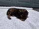 Schnoodle Puppies for sale in Taylorsville, NC 28681, USA. price: $750