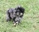 Schnoodle Puppies for sale in Locust Grove, OK 74352, USA. price: NA