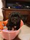 Schnoodle Puppies for sale in Tooele, UT 84074, USA. price: $850