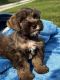 Schnoodle Puppies for sale in Warrensburg, MO 64093, USA. price: $1,000