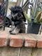 Schnoodle Puppies for sale in 1292 Dyanna Ct, Vista, CA 92084, USA. price: NA