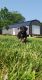 Schnoodle Puppies for sale in Fair Grove, MO 65648, USA. price: NA