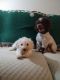 Schnoodle Puppies for sale in Oak Ridge, TN, USA. price: $1,500