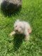 Schnoodle Puppies for sale in Fayetteville, TN 37334, USA. price: $1,500