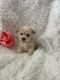 Schnoodle Puppies for sale in New Albany, MS 38652, USA. price: $600
