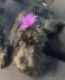 Schnoodle Puppies for sale in Gloucester County, NJ, USA. price: $500