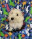 Schnoodle Puppies for sale in Marysville, KS 66508, USA. price: $1,950