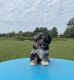 Schnoodle Puppies for sale in Gallatin, MO 64640, USA. price: $3,000
