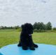 Schnoodle Puppies for sale in Gallatin, MO 64640, USA. price: $1,000