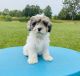 Schnoodle Puppies for sale in Gallatin, MO 64640, USA. price: $1,000