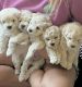 Schnoodle Puppies for sale in Waxahachie, TX, USA. price: $1,600