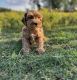 Schnoodle Puppies for sale in Charlotte, NC, USA. price: $2,500
