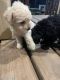 Schnoodle Puppies for sale in Conroe, TX, USA. price: $500