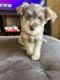 Schnoodle Puppies for sale in Las Vegas, NV 89121, USA. price: $800