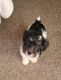 Schnoodle Puppies for sale in North Fort Myers, FL, USA. price: $500