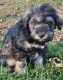 Schnoodle Puppies for sale in Union Bridge, MD 21791, USA. price: $800