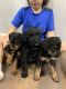 Schnoodle Puppies for sale in Madison, New York. price: $300
