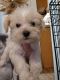 Schnoodle Puppies for sale in Alliance, OH 44601, USA. price: $650