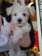 Schnoodle Puppies for sale in Alliance, OH 44601, USA. price: $450