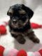 Schnoodle Puppies for sale in Houston, Texas. price: $1,500