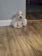 Schnoodle Puppies for sale in Peck, Michigan. price: $300
